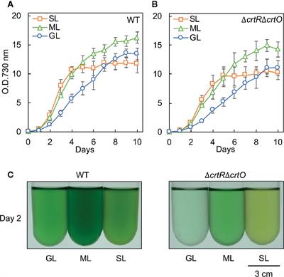 Elevated Levels of Specific Carotenoids During Acclimation to Strong Light Protect the Repair of Photosystem II in Synechocystis sp. PCC 6803